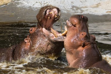 iki mücadele suaygırları (su aygırı amphibius)
