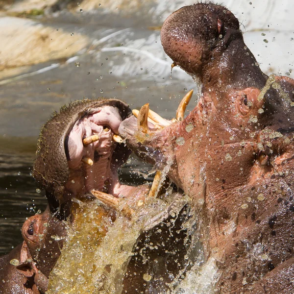 Deux hippopotames de combat (Hippopotamus amphibius) ) — Photo