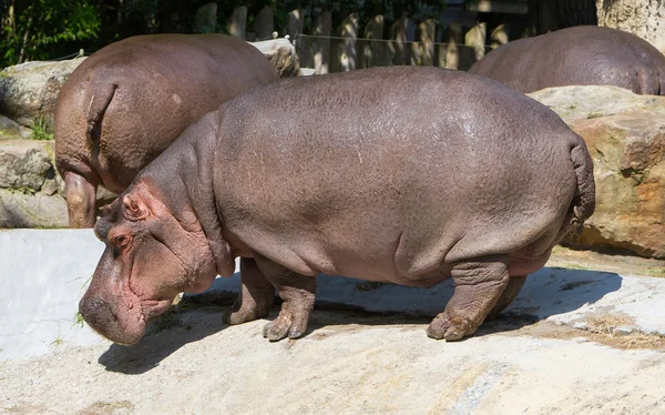 Hipopotam duży (hipopotam) — Zdjęcie stockowe