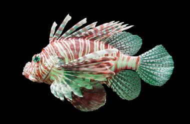 Pterois volitans, Lionfish - siyah izole