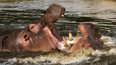 iki mücadele suaygırları (su aygırı amphibius)