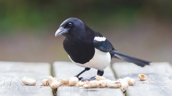 Urraca europea (Pica pica ) — Foto de Stock