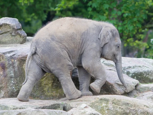 Gelukkig babyolifant — Stockfoto