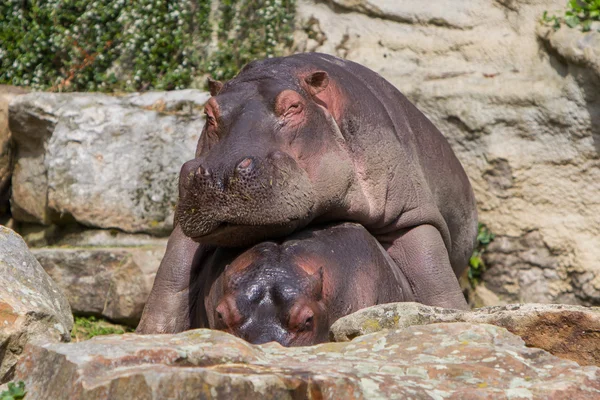 Hippo reposant sur un autre hippopotame — Photo