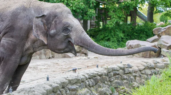 Elefante que alcança os arbustos verdes frescos — Fotografia de Stock