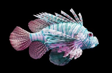 Pterois volitans, Lionfish - Isolated on black clipart