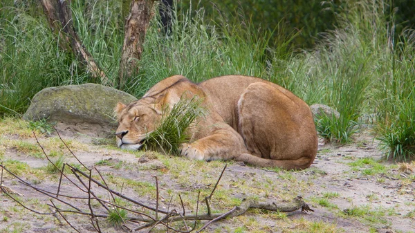 Large lioness in green environment — Stock Photo, Image