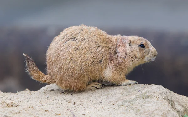 Prairiehond uitchecken — Stockfoto