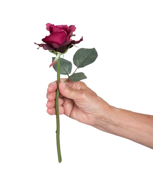 Παλιό χέρι, δίνοντας ένα τριαντάφυλλο — Φωτογραφία Αρχείου