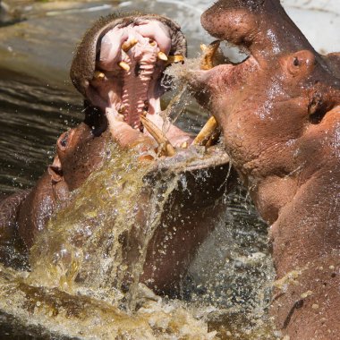 Two fighting hippos (Hippopotamus amphibius) clipart
