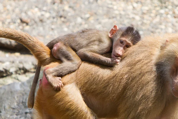 Female baboon with a young baboon — Stock Photo, Image