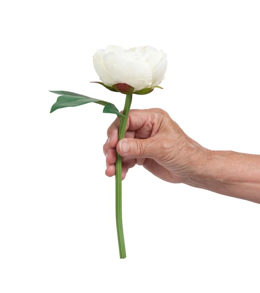 Παλιό χέρι, δίνοντας ένα τριαντάφυλλο — Φωτογραφία Αρχείου