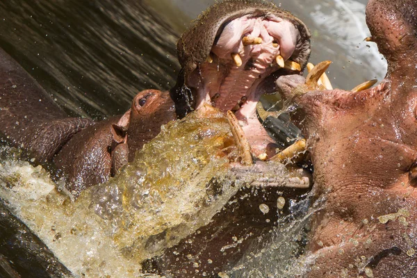 Two fighting hippos (Hippopotamus amphibius) — Stock Photo, Image