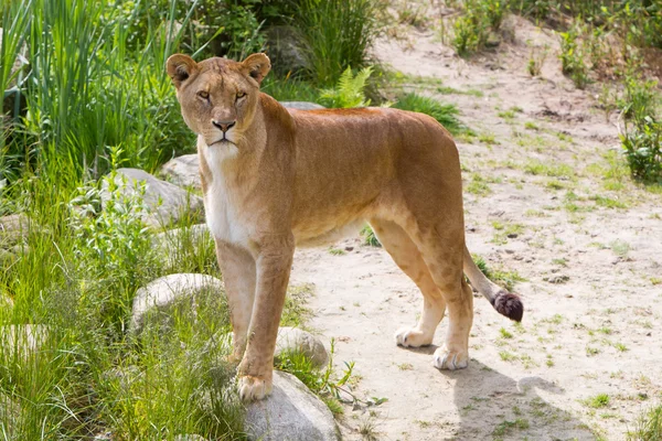 緑豊かな環境で大規模な雌ライオン — ストック写真