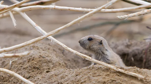 Prairiehond uitchecken — Stockfoto