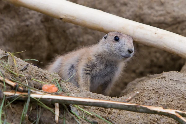 Prairiehond uitchecken — Stockfoto