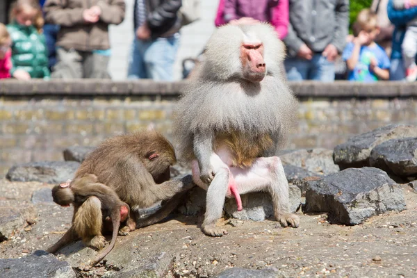 Female baboon with a young baboon — Stock Photo, Image