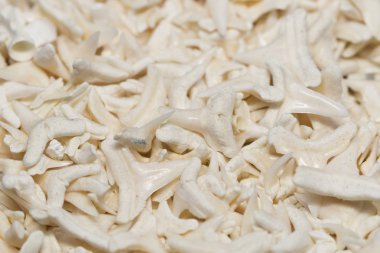 Büyük miktarda köpekbalığı dişleri