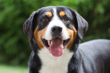 Genç Sennenhund, yakın çekim