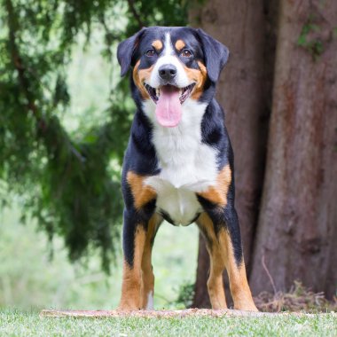 Onunla oynamak onun patronu için bekliyorum Sennenhund