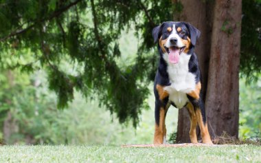 Onunla oynamak onun patronu için bekliyorum Sennenhund