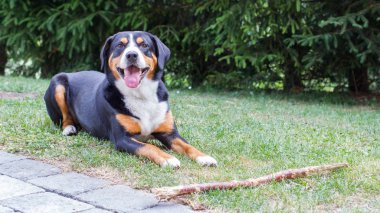 Onunla oynamak onun patronu için bekliyorum Sennenhund