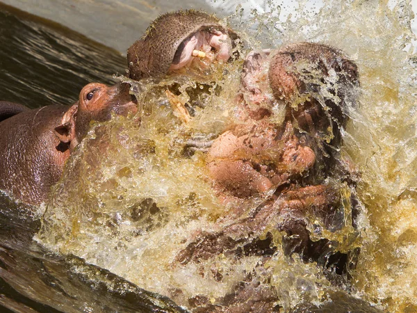 Deux hippopotames de combat (Hippopotamus amphibius) ) — Photo