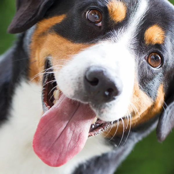 Joven Sennenhund, primer plano — Foto de Stock