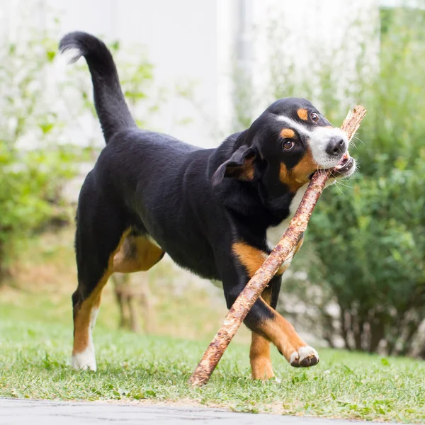 Sennenhund jugando con rama larga — Foto de Stock