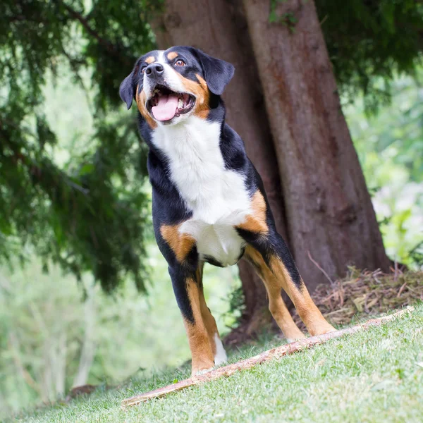 Sennenhond wachten op zijn baas om te spelen met hem — Stockfoto