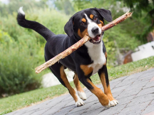 Sennenhund playing with long branch — Stock Photo, Image