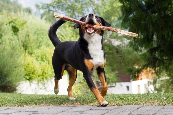 Sennenhund grając z long branch — Zdjęcie stockowe