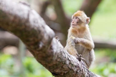 Barbar maymun (Macaca sylvanus)
