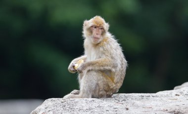 Barbar maymun (Macaca sylvanus)