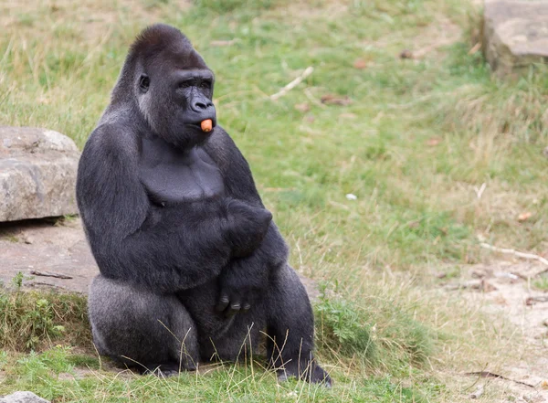 Gorilas macho con respaldo plateado — Foto de Stock