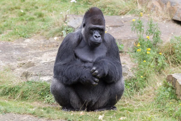 Argento appoggiato Male Gorilla — Foto Stock