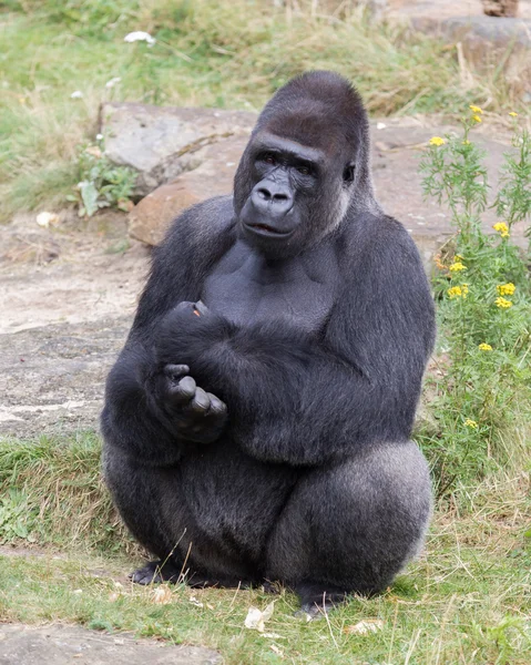 Gorilas macho con respaldo plateado — Foto de Stock