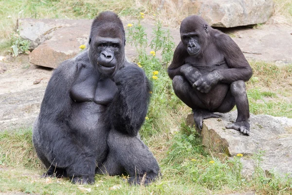 Argento appoggiato Male Gorilla — Foto Stock