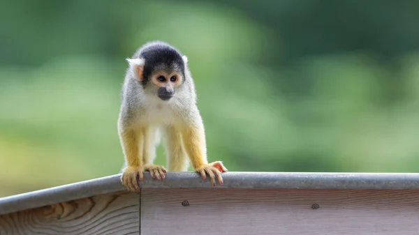 Pequenos macacos-esquilo comuns (Saimiri sciureus ) — Fotografia de Stock