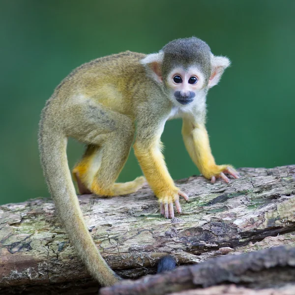 Pequeños monos ardilla común (Saimiri sciureus ) — Foto de Stock