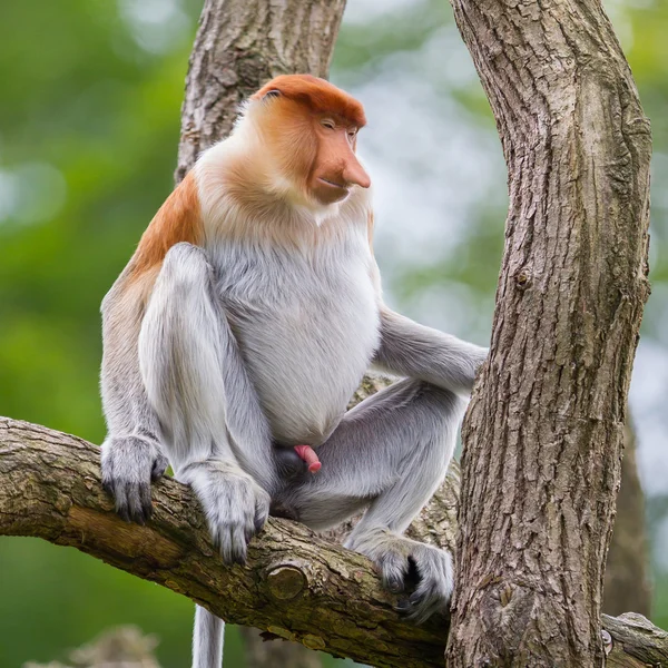 Macaco probóscide em uma árvore — Fotografia de Stock