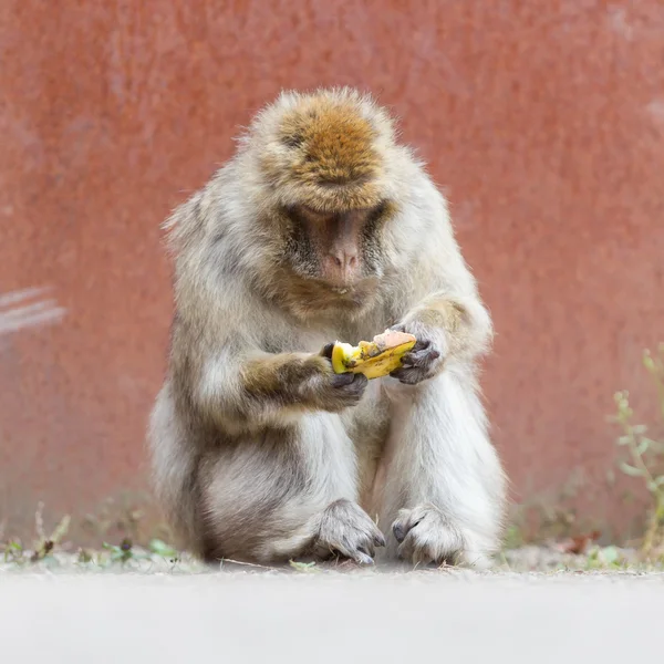 Bary macaque (Macaca sylvanus) Stock Fotografie