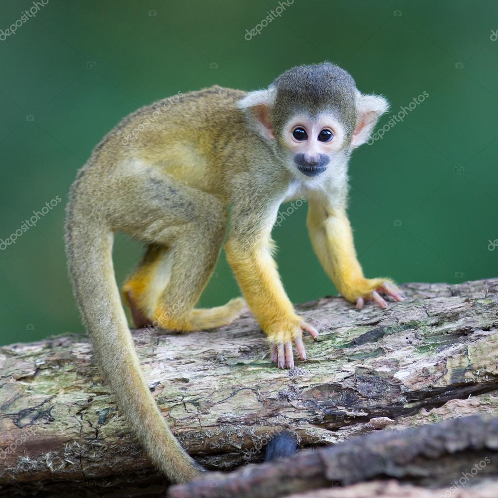 Small common squirrel monkeys (Saimiri sciureus) Stock Photo by