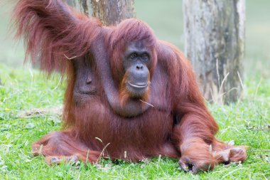 orangutan