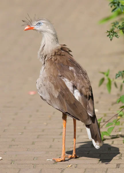 Rotbeinseriema oder Schopfkariama (cariama cristata)) — Stockfoto