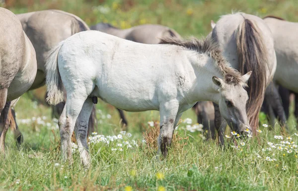 A háttérben érett vad lovakkal Konik csikó — Stock Fotó