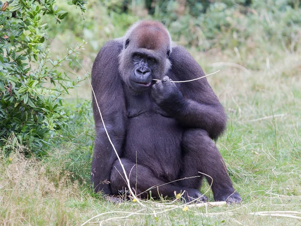 Vuxen gorilla vilar — Stockfoto