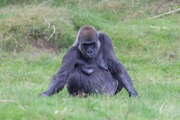 Vuxen gorilla vilar — Stockfoto