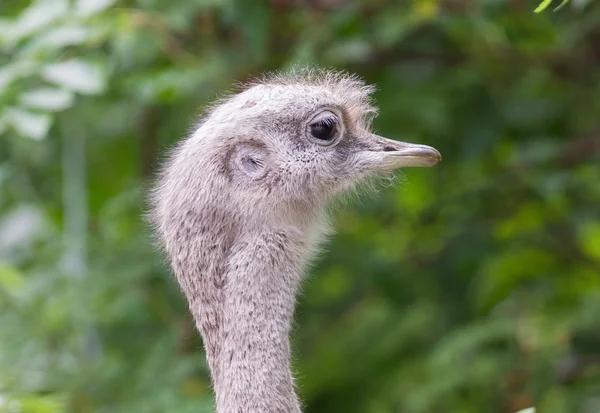 레 아 (Rhea pennata) — 스톡 사진