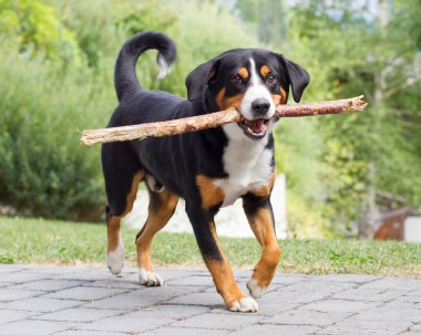 Uzun dalı ile oynarken Sennenhund
